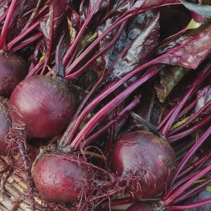 May include: Close-up of several fresh beets with deep red-purple roots and stems. The beets have a round shape and are surrounded by dark green and purple leaves. The image is well-lit, highlighting the vibrant colors of the vegetables.