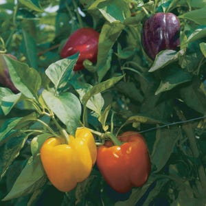 May include: A close-up of bell peppers in various colors, including yellow, red, and purple, growing on a plant with green leaves. The peppers are in different stages of ripeness, with some appearing fully mature and others still developing.