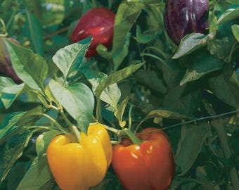 Rainbow Bell Pepper Seeds, Capsicum anuum, NON-GMO, Variety Packet Sizes, Free Shipping