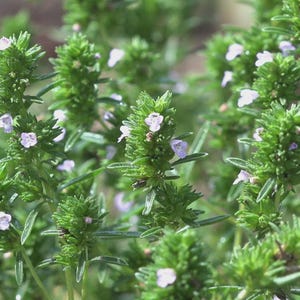 May include: A cluster of vibrant green thyme stems featuring dense, needle-like foliage and small, delicate light purple flowers blooming along the upright stalks. The plant displays a textured, bushy appearance with multiple stems growing together.