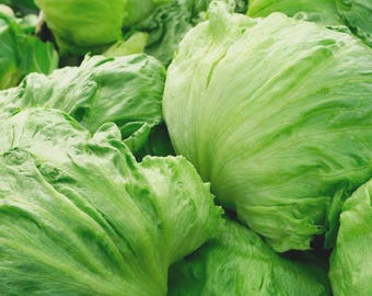 Iceberg Lettuce Head Seeds, Garden Salads, NON-GMO, Crisphead, Free Shipping