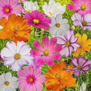 May include: A vibrant collection of cosmos flowers in various colors including bright orange, deep magenta, soft pink, and white. Each flower features a central yellow disk surrounded by delicate, flat petals, all growing on thin green stems.
