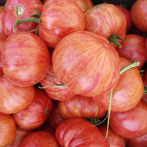 May include: A pile of ripe heirloom tomatoes with vibrant red and orange striped skins. The tomatoes have green stems and a slightly flattened shape, suggesting they are fresh from the garden.