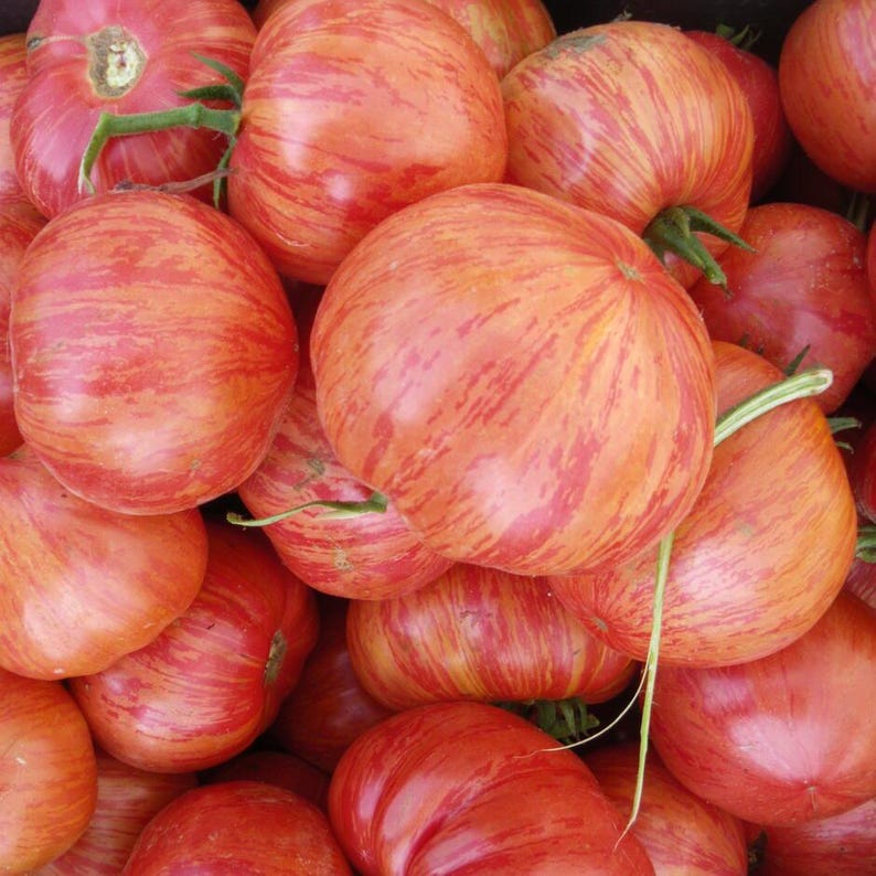 May include: A pile of ripe heirloom tomatoes with vibrant red and orange striped skins. The tomatoes have green stems and a slightly flattened shape, suggesting they are fresh from the garden.