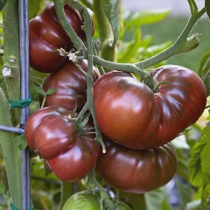 May include: A cluster of ripe, heirloom tomatoes in varying sizes and shapes, ranging from dark red to purplish-brown. The tomatoes are still attached to their green vines, with some green leaves visible. The tomatoes are growing on a metal support.