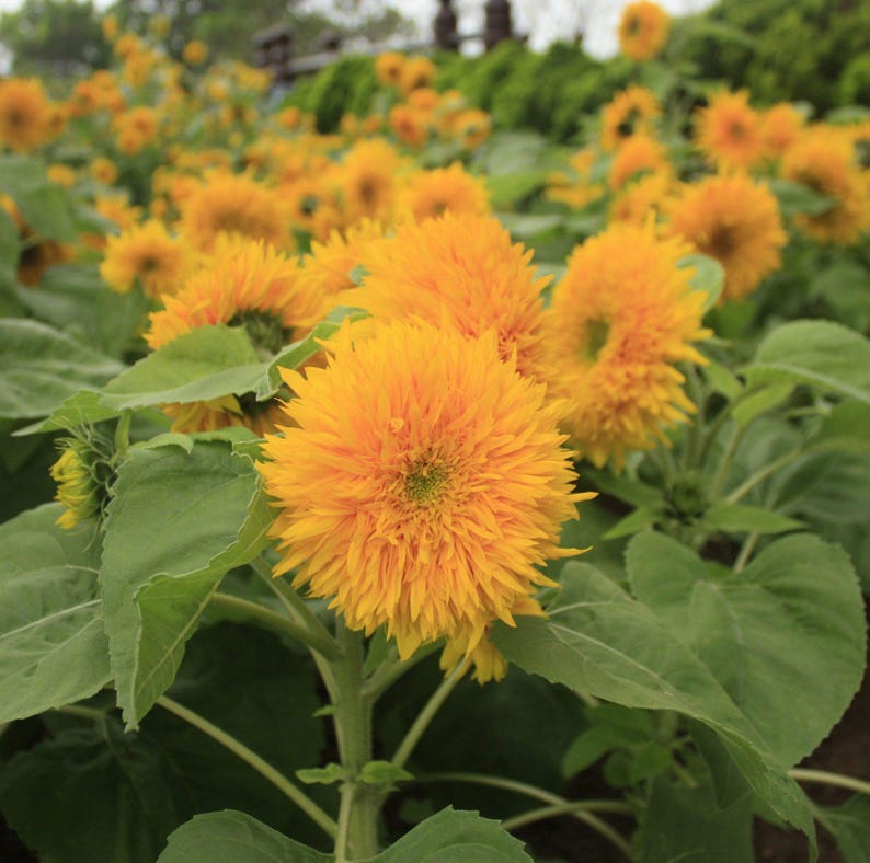 Teddy Bear Sunflower Seeds, Compact, Dwarf Sungold Sunflower, NON-GMO ...