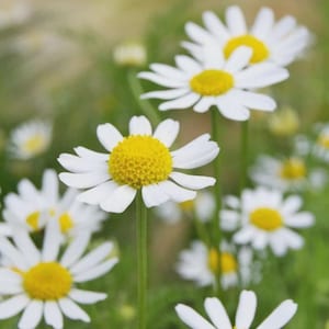May include: Close-up of several white daisy flowers with yellow centers. The petals are white and surround a bright yellow center. The background is a soft green, creating a natural and serene scene. The flowers are in focus, highlighting their delicate details.
