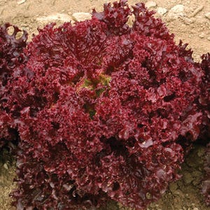 May include: Close-up of a vibrant red lettuce plant. The leaves are deeply ruffled and have a rich, dark red color, with hints of green at the center. The lettuce is growing in soil, showcasing its fresh, organic nature.