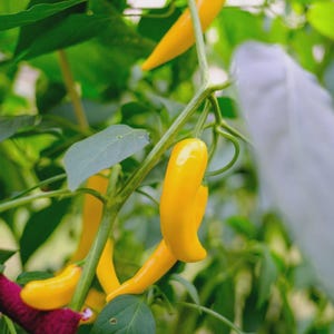 May include: Close-up of yellow chili peppers growing on a green plant. The peppers are long and slender, with a bright yellow color. The plant has green leaves and stems. The background is blurred, with more green foliage.