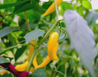 Golden Cayenne Pepper Seeds, NON-GMO, Medium to High Heat, Free Shipping