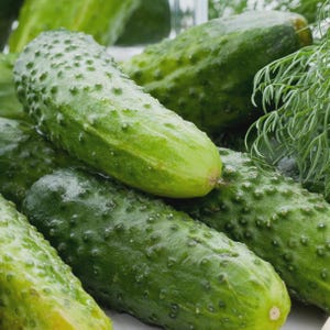 May include: Close-up of several fresh, green cucumbers. The cucumbers have a bumpy texture and are varying in size. Some dill is visible in the background. The cucumbers are a vibrant green color.