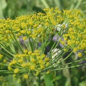 Dukat Dill, Heirloom, NON-GMO, Leafy Foliage, Finnish Dill, Free Shipping bild 2