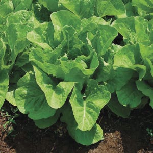 May include: A close-up shot of a field of fresh, green lettuce plants. The leaves are large, textured, and vibrant, with a healthy appearance. The lettuce is growing in dark soil, suggesting a garden or farm setting.