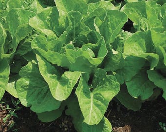 Jericho Romaine Lettuce Seeds, NON-GMO, Extremely Heat Tolerant, Free Shipping