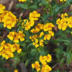 May include: Close-up of vibrant yellow flowers with multiple petals, clustered together in small groups. The flowers are surrounded by green leaves and stems, creating a natural and colorful display. The image showcases a close-up view of the plant's blooms.