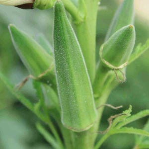 May include: Close-up of green okra pods growing on a plant. The pods are elongated with a textured surface and pointed tips. The image shows multiple pods at different stages of development, with the plant's stem and leaves visible.