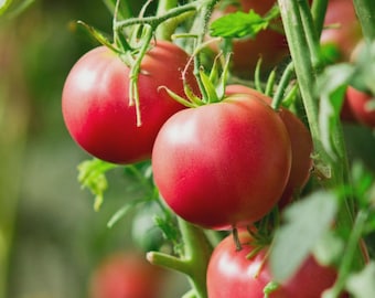 Wisconsin 55 Tomato Seeds, Heirloom, NON-GMO, Short Season Tomato, Free Shipping
