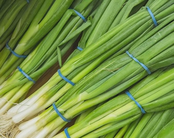 Evergreen White Bunching Onion Seeds, Scallions, NON-GMO, Heirlom, Free Shipping