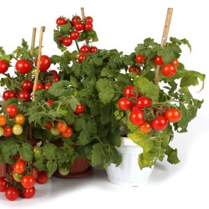 May include: Several potted tomato plants with vibrant red tomatoes and green foliage. The plants are supported by bamboo stakes. Some tomatoes are still green, indicating they are not yet ripe.