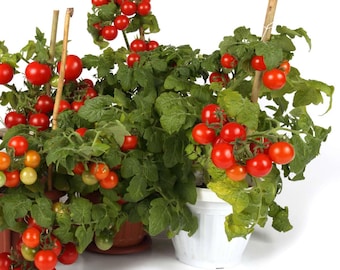 Tiny Tim Cherry Tomato Seeds, Dwarf Tomato Plant, NON-GMO, Heirloom,  Free Shipping