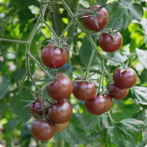 May include: A cluster of ripe, dark red tomatoes growing on a vine. The tomatoes have green stems and are surrounded by green leaves. The tomatoes appear to be a variety of heirloom tomatoes.