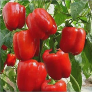 May include: A cluster of vibrant red bell peppers growing on a plant with green leaves. The peppers are plump and glossy, showcasing their smooth skin and natural shape. The image captures the fresh, organic nature of the produce.