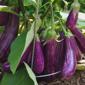 May include: A cluster of ripe, purple eggplants with white stripes, growing on a vine. The eggplants are elongated and teardrop-shaped, with green stems and leaves. The image is a close-up shot, showing the details of the vegetables.