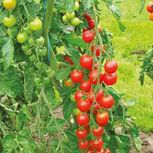 May include: A close-up of a tomato plant with green and red tomatoes. The tomatoes are in various stages of ripeness, with some still green and others a vibrant red. The plant has green leaves and is growing outdoors.
