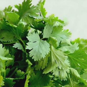 May include: Close-up of fresh, vibrant green cilantro leaves. The leaves have a distinctive, lobed shape and are densely packed together. The background is a soft, neutral color, highlighting the bright green of the herb. Ideal for culinary use.