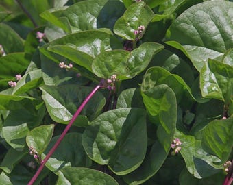 Malabar Red Stem Spinach Seeds, Red Vine Spinach, Ceylon, NON-GMO, Free Shipping
