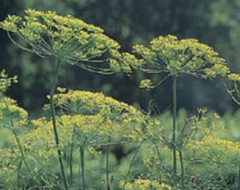 May include: Close-up of dill plants with vibrant yellow flower heads and slender green stems. The image showcases the plant's delicate, umbrella-like flower clusters against a blurred green background, highlighting the natural beauty of the herb.