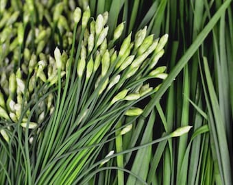 May include: Close-up of fresh chives with green stems and white flower buds. The chives are arranged in a bundle, with some individual leaves visible. The background is a dark green, creating a contrast with the lighter green and white of the chives.