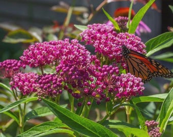 Swamp Milkweed Seeds, Asclepias Incarnata, Rose Milkweed, Easy Grow, FREE SHIPPING