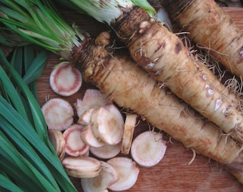 Mammoth Sandwich Island Salsify Seeds, NON-GMO, Goatsbeard, Free Shipping