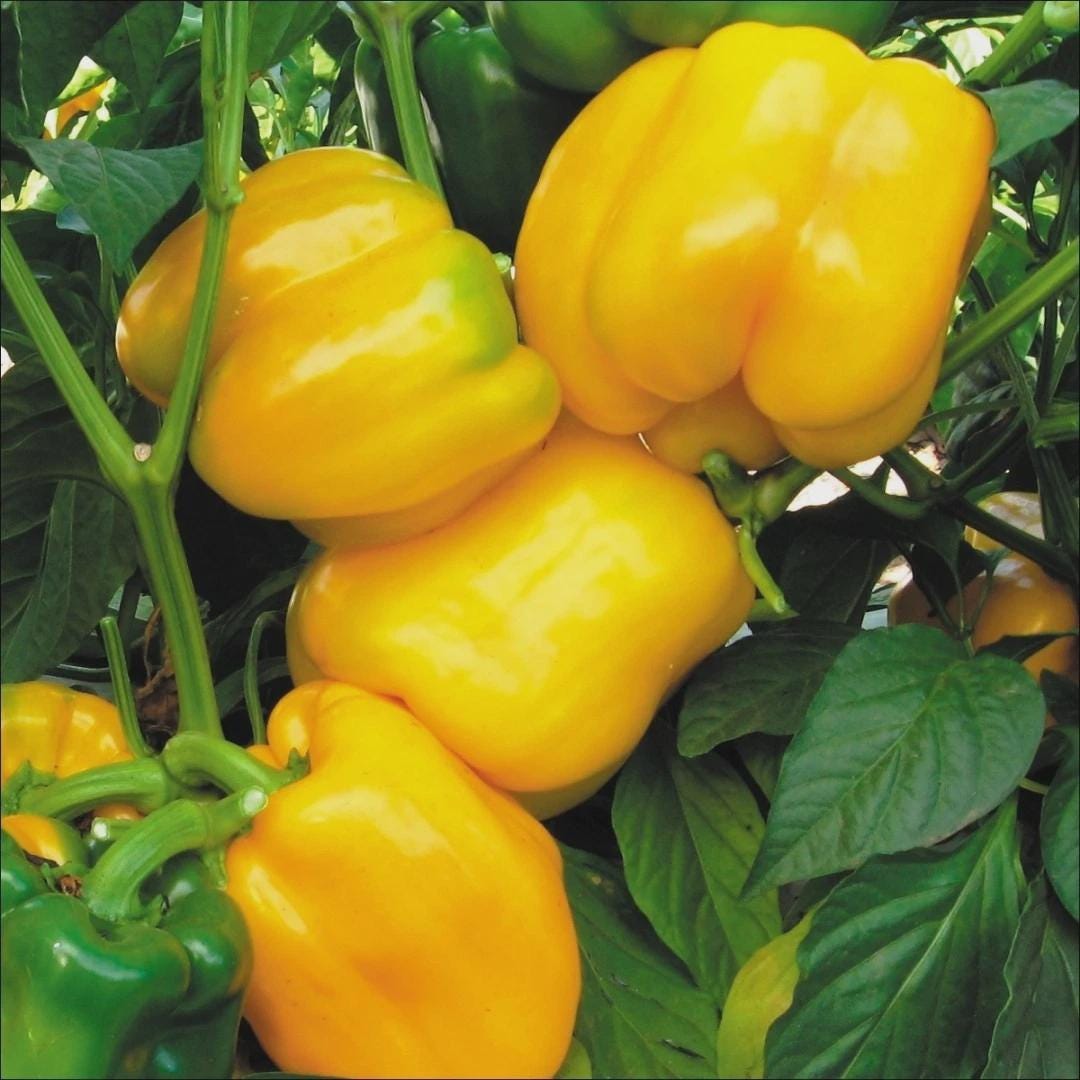 Yellow Bells Plant - Etsy