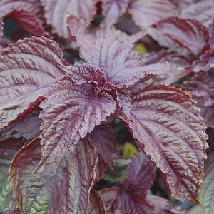 May include: Close-up of a cluster of purple perilla leaves. The leaves have a textured surface with prominent veins, and the color ranges from deep burgundy to lighter shades of purple. The plant is a vibrant, natural element.