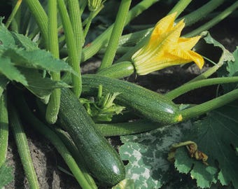 May include: Two dark green zucchini vegetables growing on a plant with thick green stems and large leaves. One zucchini features a bright yellow flower attached to its end, while the other rests partially hidden among the foliage in the soil.