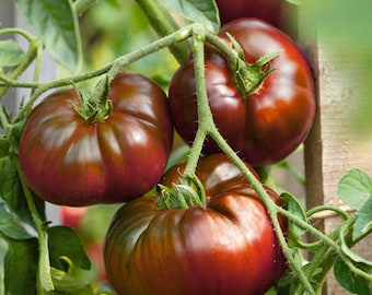 Paul Robeson Tomato, Rare Heirloom, NON-GMO, Beefsteak Type, Variety Sizes Sold