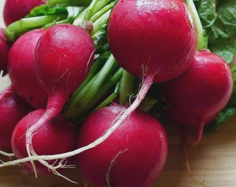 May include: A bunch of fresh radishes with vibrant, smooth, deep red skin and round bulbs. Each radish features a thin, white, tapering taproot extending from the bottom, accompanied by clusters of bright green, leafy stems attached at the top.