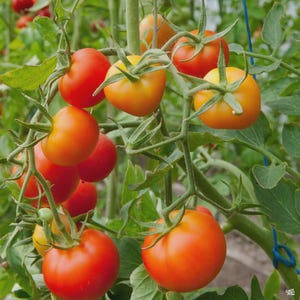 May include: A close-up of a tomato plant with several ripe tomatoes in various stages of ripeness. The tomatoes range in color from green to orange to red. The plant has green leaves and stems.