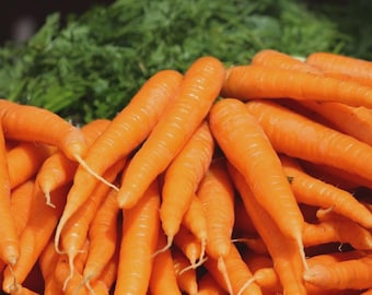 May include: A pile of fresh, bright orange carrots with green leafy tops. The carrots are of varying sizes and shapes, with visible root hairs. The image is well-lit, highlighting the vibrant colors and textures of the vegetables.