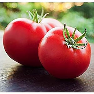 May include: Close-up of three ripe, red tomatoes. The tomatoes have green stems and are sitting on a dark wooden surface. The background is blurred, with hints of green foliage and sunlight.