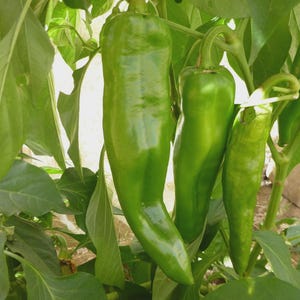May include: Three elongated green peppers hanging from a plant with broad green leaves. The peppers have a smooth, glossy skin and a slightly curved, tapered shape. They are attached to the stems by green stalks, showing natural growth.