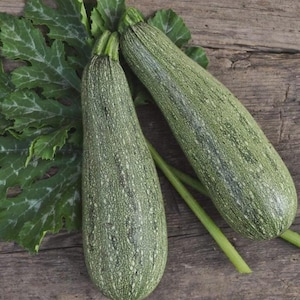 May include: Two fresh zucchini with green leaves on a rustic wooden surface. The zucchini are elongated, with a speckled green skin. The leaves are large and textured, and the overall image conveys a sense of freshness and natural produce.