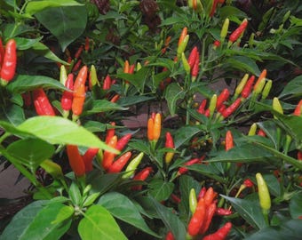 May include: Close-up of a chili pepper plant with vibrant red, orange, and yellow peppers. The peppers are surrounded by lush green leaves. The image showcases a variety of chili peppers in different stages of ripeness, highlighting the plant's natural beauty.