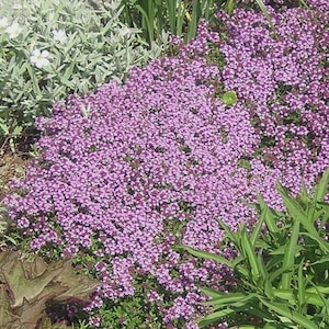 May include: A close-up view of a patch of thyme in full bloom. The plant is covered in small, vibrant purple flowers, creating a dense, textured appearance. Green foliage surrounds the flowering thyme, with other plants in the background.