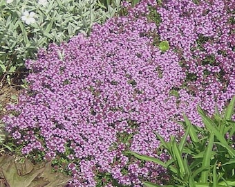 Dwarf Creeping Thyme Seeds, Thymus Serpyllum, Ground Cover, Free Shipping