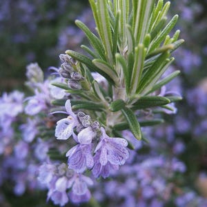 May include: Close-up of a rosemary plant with vibrant green leaves and delicate purple flowers. The flowers have a speckled pattern, and the background is a soft blur of purple and green.