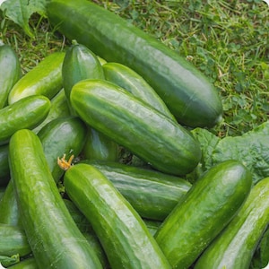 May include: A pile of fresh, green cucumbers with a slightly bumpy texture. The cucumbers are elongated and cylindrical, varying in size, and are resting on a bed of green grass and leaves. The image is well-lit, highlighting the vibrant green color of the vegetables.