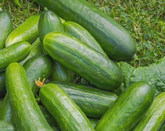 Muncher Cucumber Seeds, NON-GMO, Burpless, Variety Sizes Sold, Free Shipping